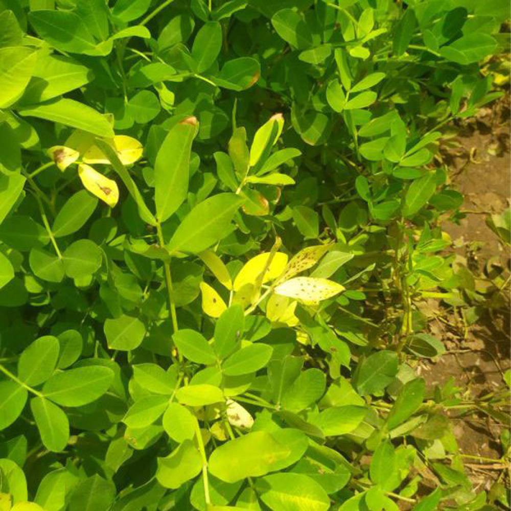 Yellowing of leaves in groundnut